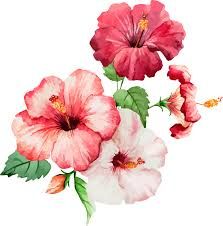 hibiscus watercolor red - Google Search