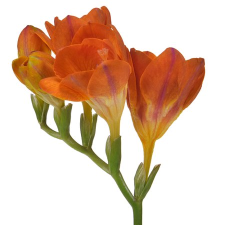 Orange Freesia Flower | FiftyFlowers.com