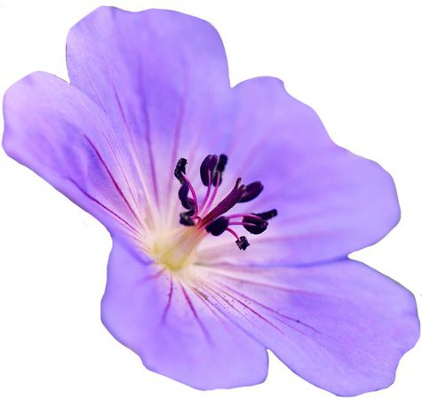 geranium flower png filler purple