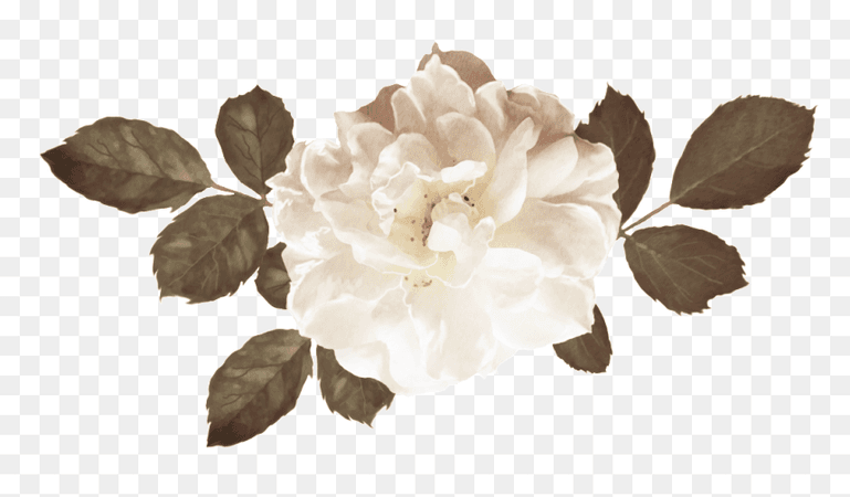 587-5870231_blooming-rose-flower-bouquet-png-transparent-background-brown.png (860×503)