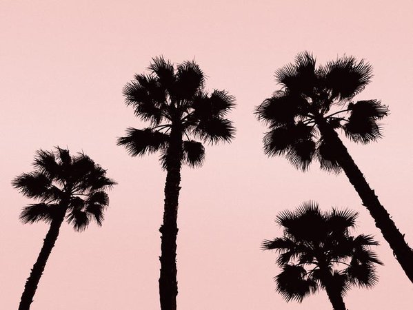 pink sky and palm trees