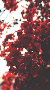 red flower aesthetic - Google Search