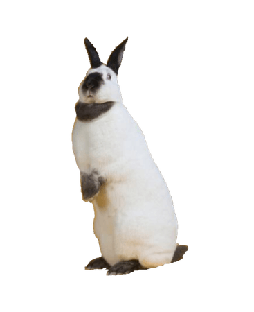 cias pngs // rabbit bunny standing