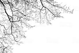 oak sky black and white - Google Search