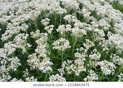 Valerian Flower White
