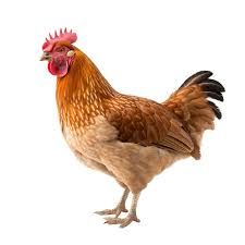 chickens no background - Google Search