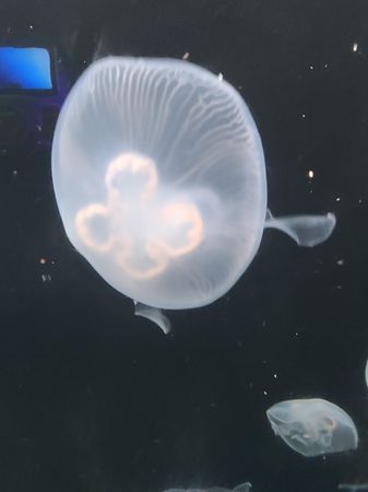 aquarium jellyfish 🪼