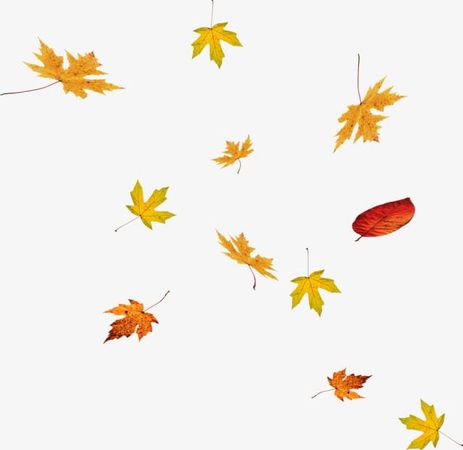 transparent background fall leaves png - Google Search