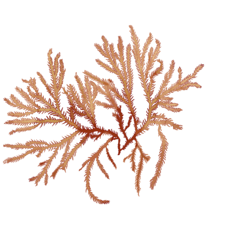 seaweed – Google Sök