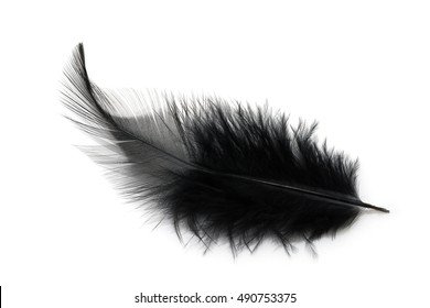 black-feather-isolated-on-white-260nw-490753375.jpg (390×280)