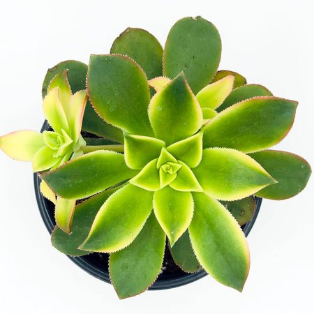 Succulent Plant Aeonium 'Kiwi' | Etsy