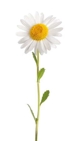The Power of Daisy Flower Extract
