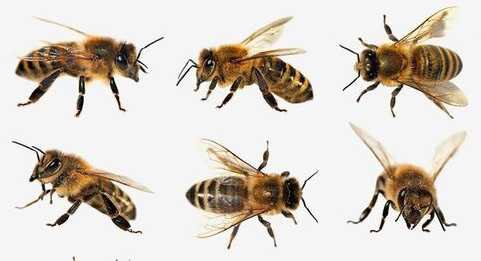 bees png