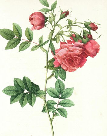 vintage flower print - Google Search