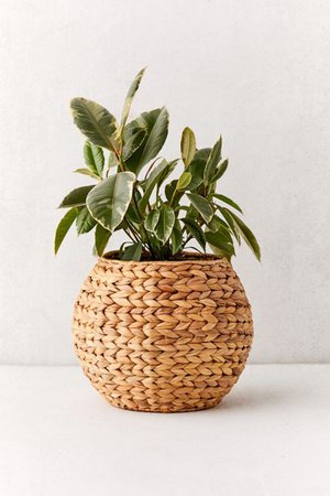 Terrariums + Indoor Planters | Urban Outfitters