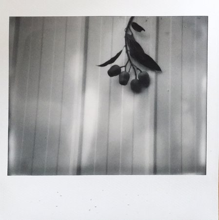 POLAROID ROUNDUP | MAY 3, 2017 | LUCY WAINWRIGHT | Film Shooters Collective