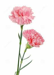 pink carnation - Google Search