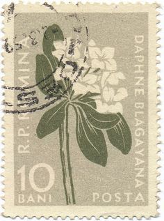 1957 Romanian Stamp - Daphne blagayana