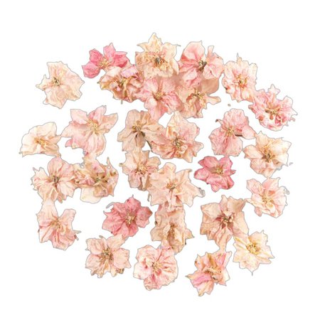 Pale Pink Delphinium Flowers
