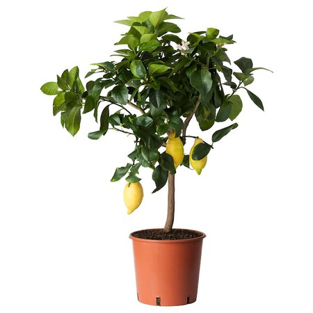 CITRUS Krukväxt, citron - IKEA