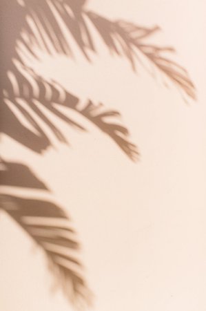 palm shade