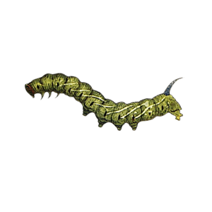 Eyed Hawk Caterpillar Sticker – Stickers Box