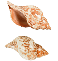Sea shell PNG