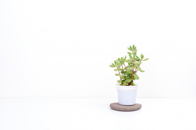 Fresh succulent plant in white pot, on white background. Photo | Premium Download