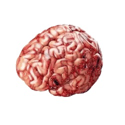 cias pngs // brain 2