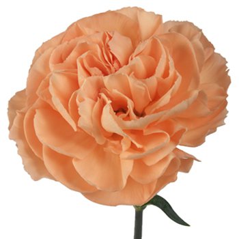 Peach Carnation Flowers | FiftyFlowers.com
