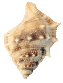 seashells no backgroumd - Google Search