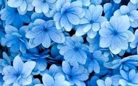 blue flower aesthetic - Google Search