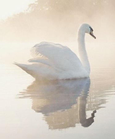 swan aesthetic