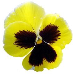 yellow black pansy flower