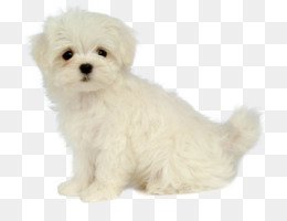 Download Free png Maltese Dog PNG - maltese-dog-art maltese-dog-colors maltese-dog ... - DLPNG.com
