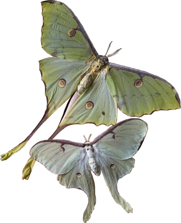 indian moon moth - Google Search
