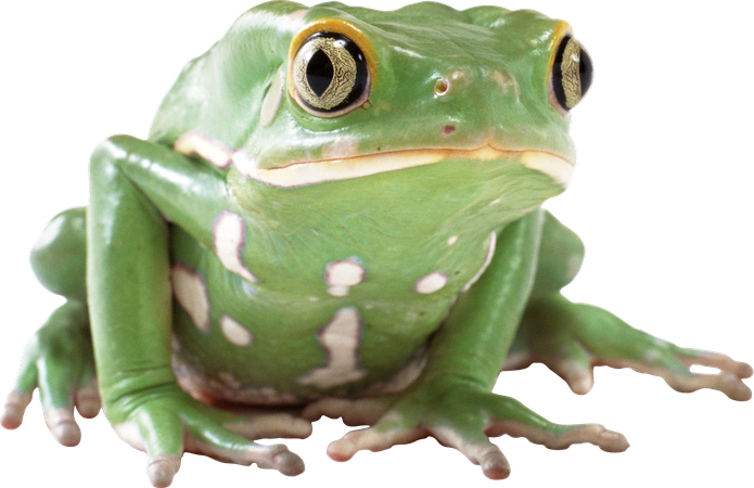 frog terrarium