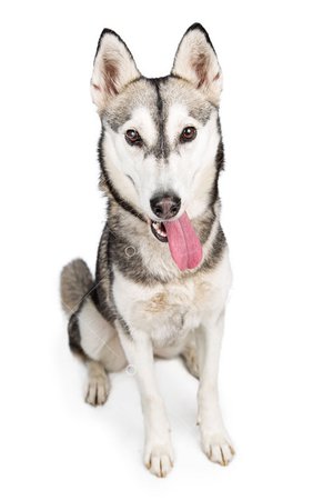 Happy Husky dog sitting on white with tongue hanging out Image - Stock by Pixlr