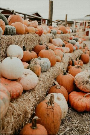 Pumpkin Parade | Fall wallpaper, Cute fall wallpaper, Fall halloween
