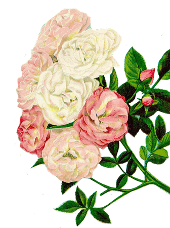 roses-clipart-2472235_960_720.png (538×720)