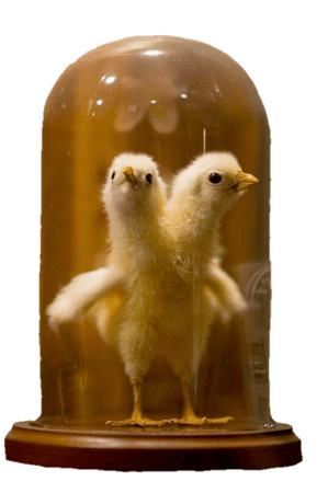 taxidermy chicks