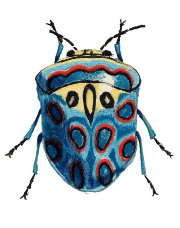 picasso beetle