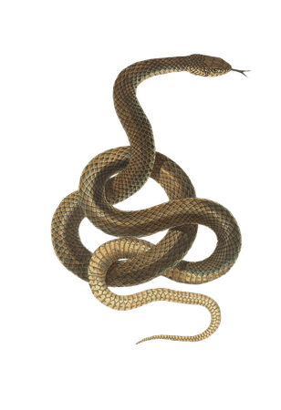 snake tumblr - Buscar con Google