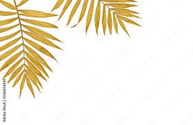 yellow palm png - Google Search