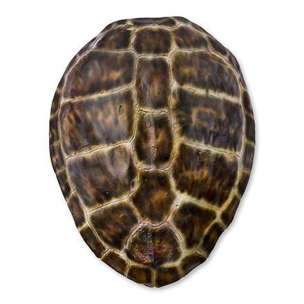 loggerhead sea turtle shell