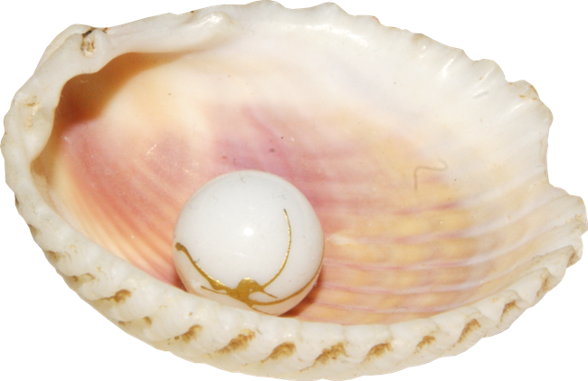 shell 🐚