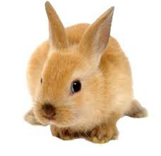 bunny png - Google Search