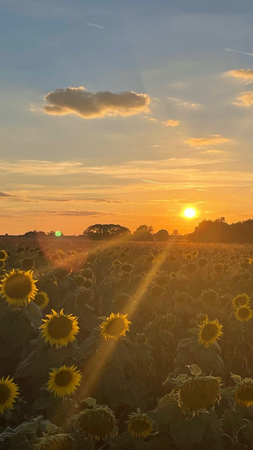 sunflower and sunrise