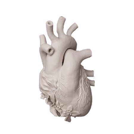 white anatomical heart