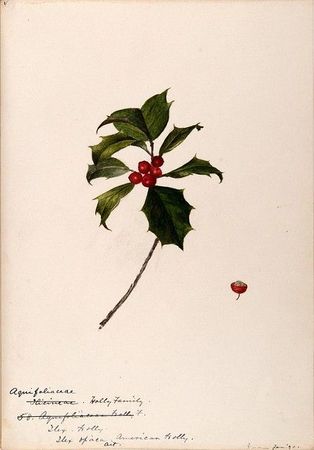 Horticulture Holly Drawing